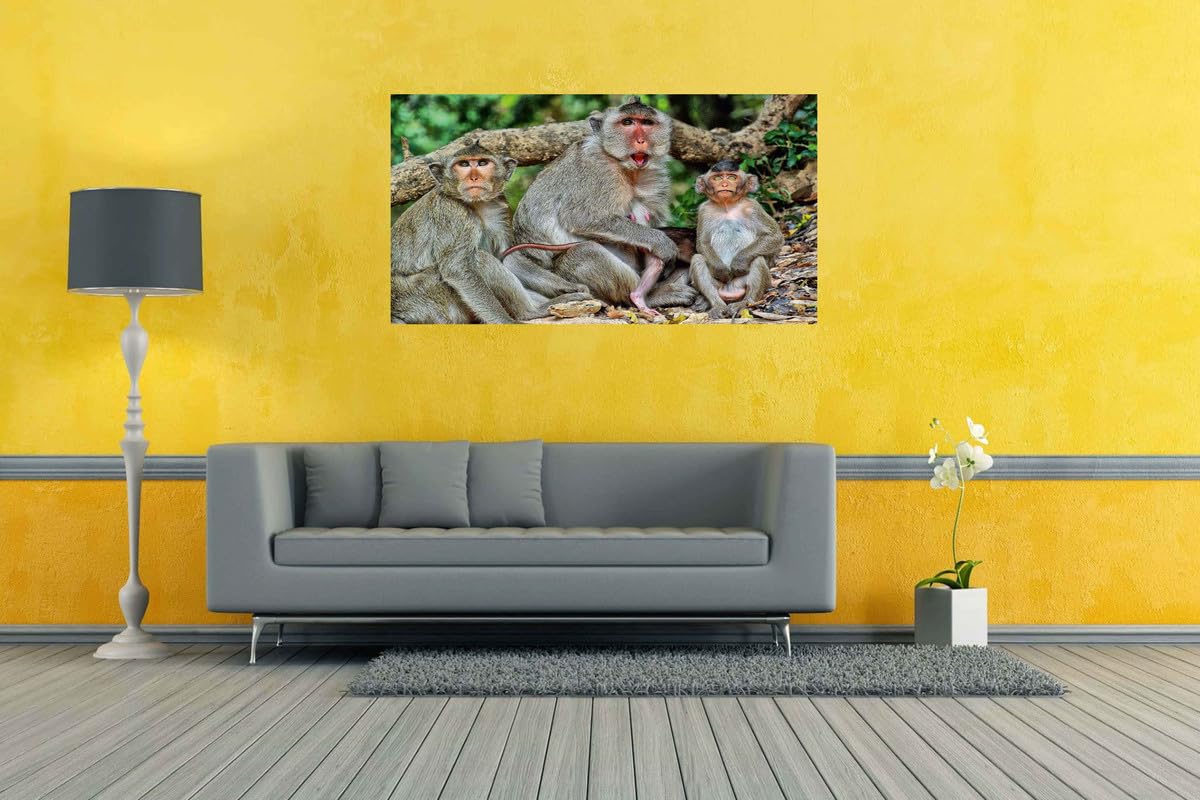 Baldau Prints Monkey Langur Photo Big Size Flex Wall Poster For Room (Gloss Finish, 24X36 Inch, 210 Gsm) F-328
